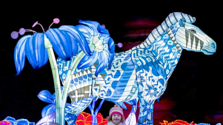 Dublin Zoo announces adult-only Wild Lights experience this Halloween Dublin Zoo announces adult-only Wild Lights experience this Halloween