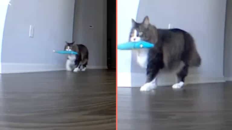 Cat owner almost comes back from holiday after pet cam shows heartbreaking footage Cat owner almost comes back from holiday after pet cam shows heartbreaking footage