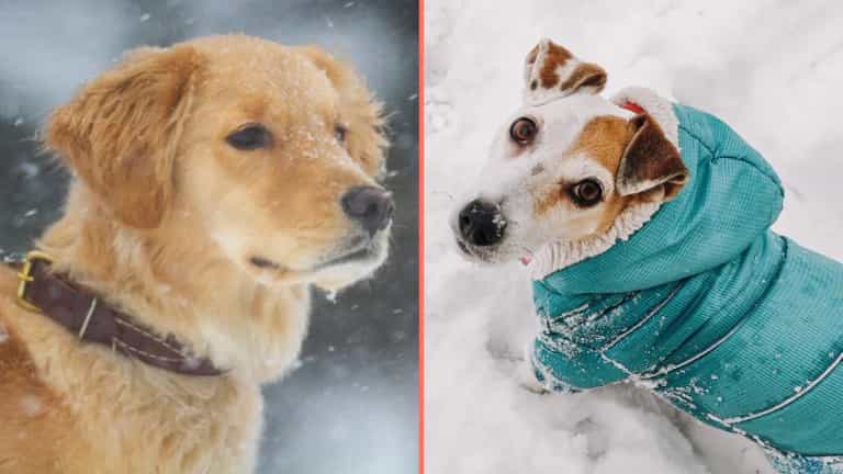 Expert issues warning over when it’s too cold to walk your dog Expert issues warning over when it’s too cold to walk your dog