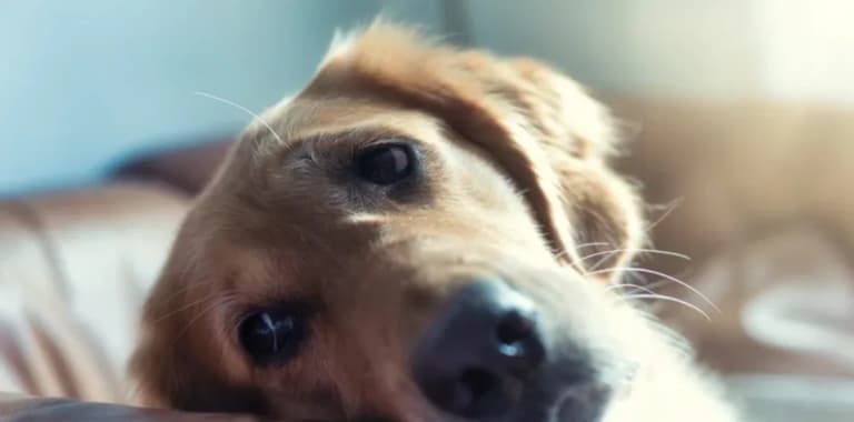 Vet’s heartbreaking plea to owners putting pets to sleep Vet’s heartbreaking plea to owners putting pets to sleep