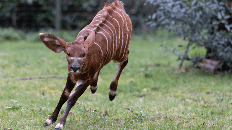 Dublin Zoo announces birth of critically endangered bongo calf Dublin Zoo announces birth of critically endangered bongo calf