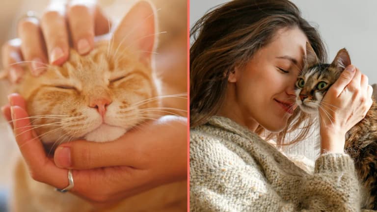 Having a cat in the house is emotional equivalent of having a partner around, study claims Having a cat in the house is emotional equivalent of having a partner around, study claims