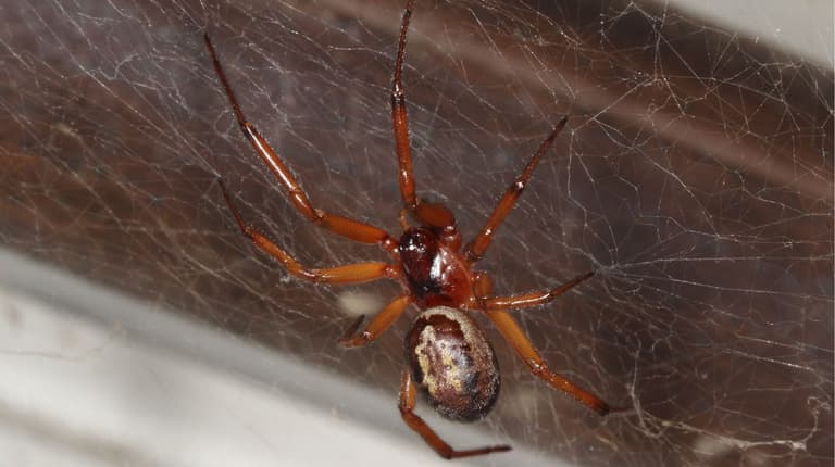 Warnings issued as Ireland’s ‘most dangerous spider’ invades homes this month Warnings issued as Ireland’s ‘most dangerous spider’ invades homes this month