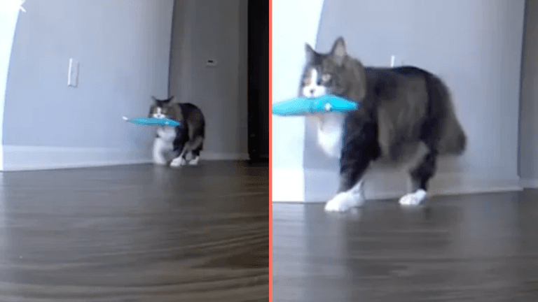 Cat owner almost comes back from holiday after pet cam shows heartbreaking footage Cat owner almost comes back from holiday after pet cam shows heartbreaking footage