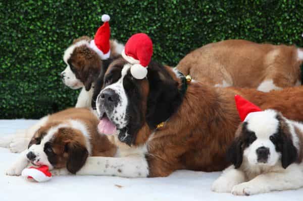 Christmas costumes for dogs are cute, but be warned that they’re not for every pet Christmas costumes for dogs are cute, but be warned that they’re not for every pet