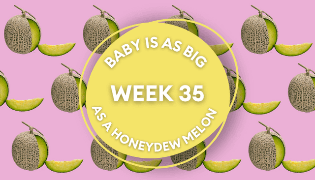 Your baby at 35 weeks pregnant: Week-by-week guide to development Your baby at 35 weeks pregnant: Week-by-week guide to development