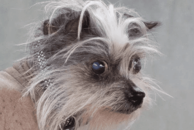 People won’t adopt this dog because she’s ‘ugly’, and we’re bawling People won’t adopt this dog because she’s ‘ugly’, and we’re bawling