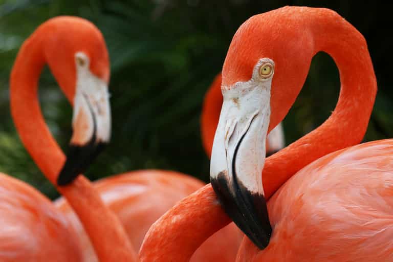 Flamingo in zoo has to be put down after child throws rock at it Flamingo in zoo has to be put down after child throws rock at it