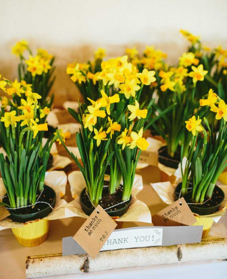 Support cancer services: Today is Daffodil Day