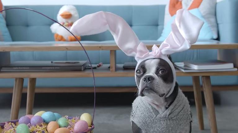 Riding the Roomba: First a baby, then a cat, now an Easter Dog Riding the Roomba: First a baby, then a cat, now an Easter Dog