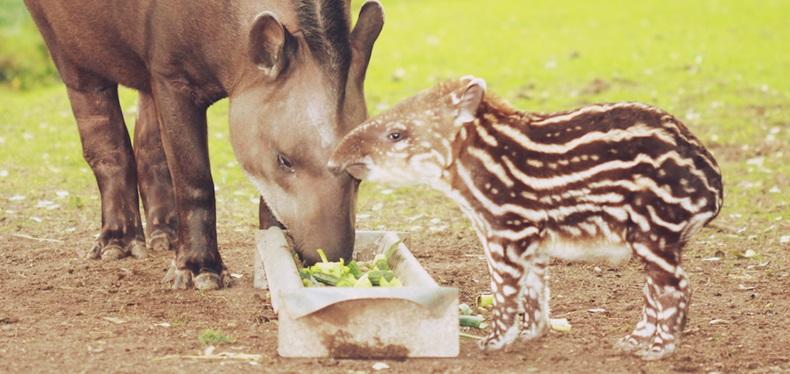 Fota needs YOUR help to name this rather unusual baby