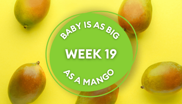 Your baby at 19 weeks pregnant: Week-by-week guide to development Your baby at 19 weeks pregnant: Week-by-week guide to development