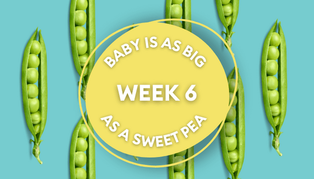 Your baby at 6 weeks pregnant: Week-by-week guide to pregnancy Your baby at 6 weeks pregnant: Week-by-week guide to pregnancy