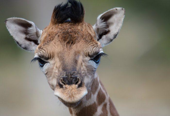 Dublin Zoo has welcomed a gorgeous new baby giraffe Dublin Zoo has welcomed a gorgeous new baby giraffe