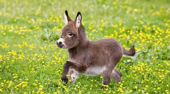 Baby donkeys are so adorable and vastly under-appreciated Baby donkeys are so adorable and vastly under-appreciated
