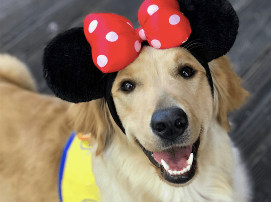 Service dogs in training went to Disneyland … and the photos are too cute Service dogs in training went to Disneyland … and the photos are too cute