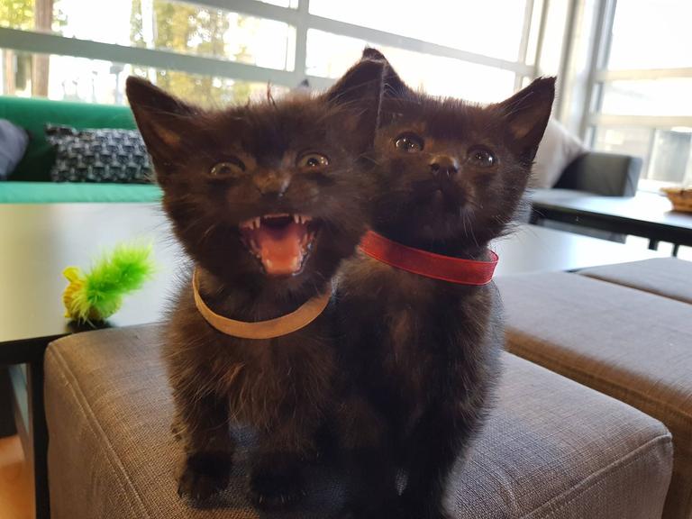 Dublin’s cat café has announced that it is closing next month Dublin’s cat café has announced that it is closing next month