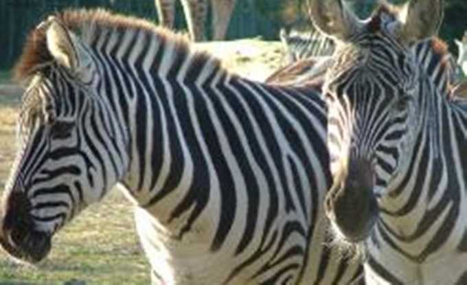 Zoo denies painting donkey black and white to pass it off as a zebra Zoo denies painting donkey black and white to pass it off as a zebra
