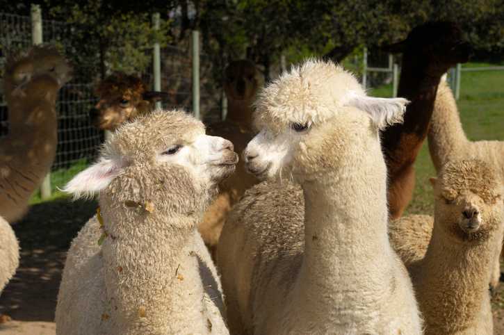 Alpaca therapy is being used in a UK nursing home and it’s hugely successful for people with dementia Alpaca therapy is being used in a UK nursing home and it’s hugely successful for people with dementia