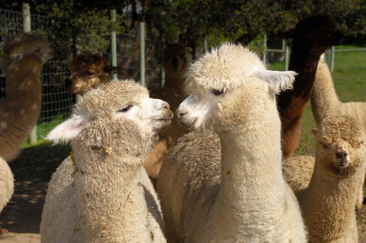 Alpaca therapy is being used in a UK nursing home and it’s hugely successful for people with dementia Alpaca therapy is being used in a UK nursing home and it’s hugely successful for people with dementia