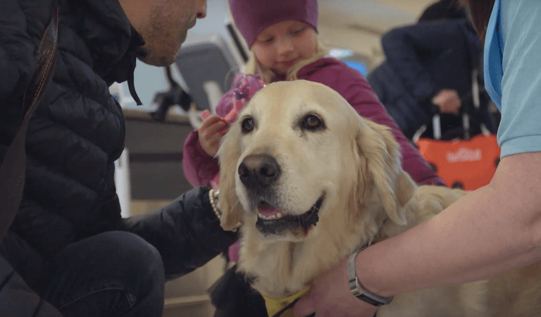 A Scottish airport has hired a permanent team of therapy dogs to help nervous fliers A Scottish airport has hired a permanent team of therapy dogs to help nervous fliers