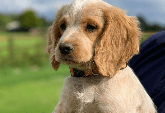 The Gardaí have a new puppy recruit and they’re looking for name suggestions The Gardaí have a new puppy recruit and they’re looking for name suggestions