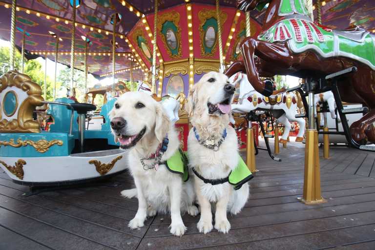 Tayto Park visitors invited to try sensory tunnel for Irish Guide Dogs event Tayto Park visitors invited to try sensory tunnel for Irish Guide Dogs event