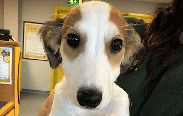 WATCH: Dogs Trust release Christmas advert and it’s important viewing for everyone WATCH: Dogs Trust release Christmas advert and it’s important viewing for everyone