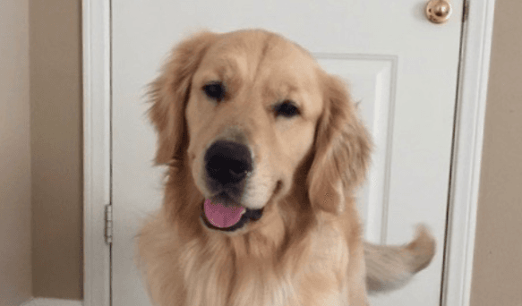 Fuller House’s dog Cosmo has passed away after complications from surgery Fuller House’s dog Cosmo has passed away after complications from surgery