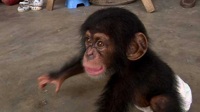 BBC to make a three-part series about a home for orphaned baby chimpanzees BBC to make a three-part series about a home for orphaned baby chimpanzees