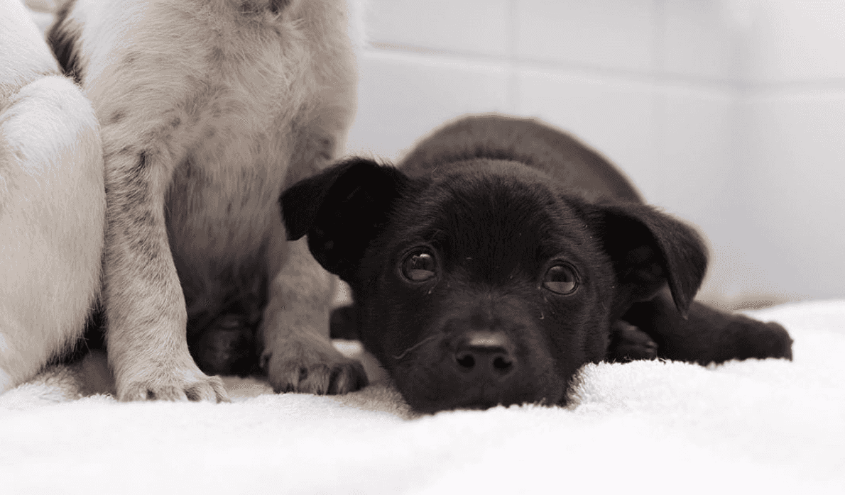 DSPCA needs forever homes for 4 puppies abandoned just before Christmas