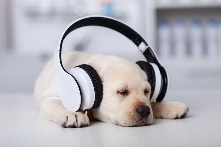 Spotify is releasing playlists and podcasts for your pets Spotify is releasing playlists and podcasts for your pets