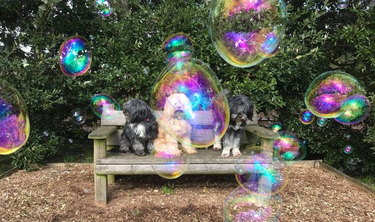 #entertainingathome: Jiminy introduces fun giant eco doggie-friendly bubbles #entertainingathome: Jiminy introduces fun giant eco doggie-friendly bubbles