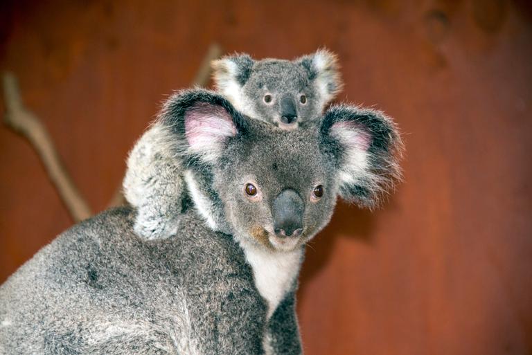 Australian wildlife park welcomes first baby koala following bushfires Australian wildlife park welcomes first baby koala following bushfires