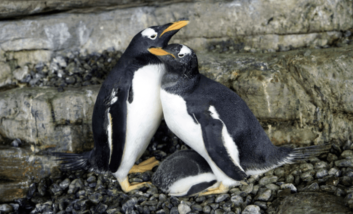Same-sex penguin couple become proud parents after adopting an egg Same-sex penguin couple become proud parents after adopting an egg