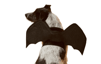 Lidl is stocking dog Halloween costumes next week and they’re too cute Lidl is stocking dog Halloween costumes next week and they’re too cute