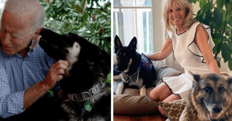 Biden’s dogs, Champ and Major, have officially entered the White House Biden’s dogs, Champ and Major, have officially entered the White House