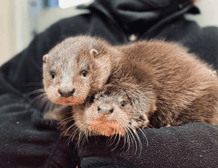 Otter cubs wandering the streets looking for their mother have been rescued
