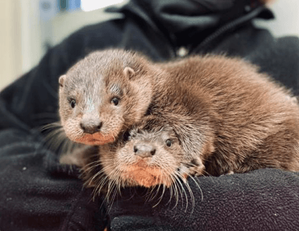 Otter cubs wandering the streets looking for their mother have been rescued Otter cubs wandering the streets looking for their mother have been rescued