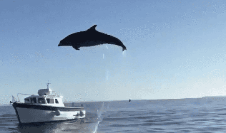 Dolphin seen in Galway Bay probably not Fungie Dolphin seen in Galway Bay probably not Fungie