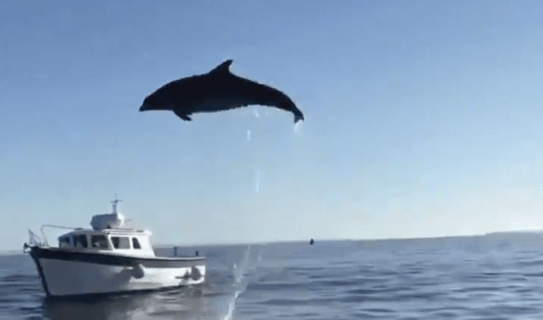 Dolphin seen in Galway Bay probably not Fungie Dolphin seen in Galway Bay probably not Fungie