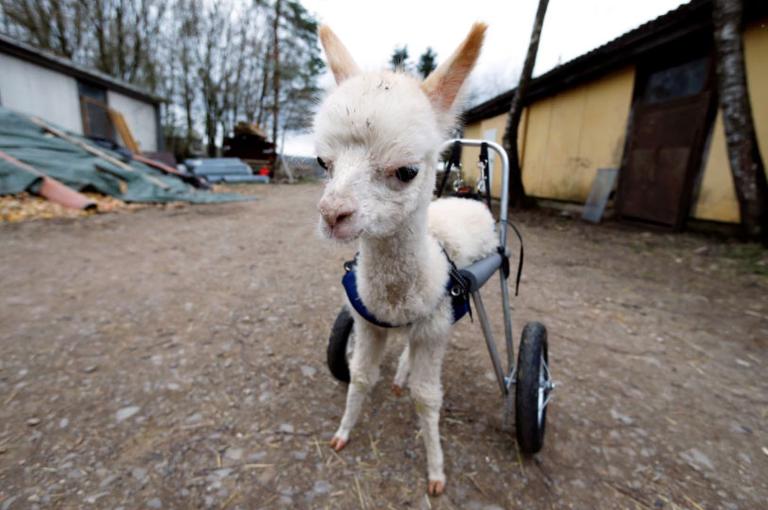 A baby alpaca finally walks with new wheels A baby alpaca finally walks with new wheels