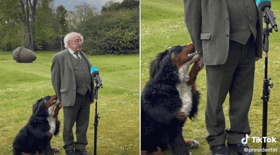 Michael D. Higgins’ dog goes viral after trying to get some attention during TV interview