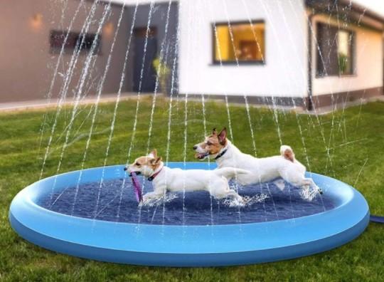 You can now get an outdoor pool with sprinklers for your dog You can now get an outdoor pool with sprinklers for your dog