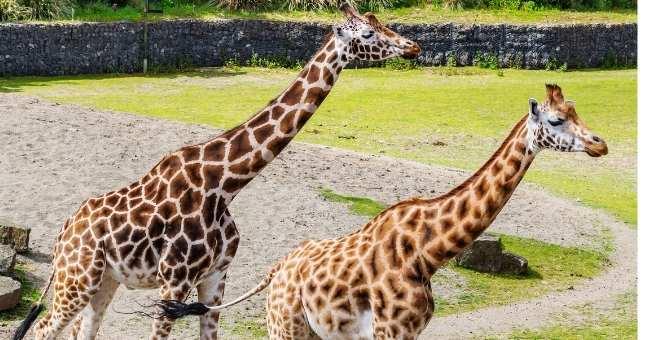 Dublin Zoo have launched an incredible online wildlife experience to teach kids about conservation Dublin Zoo have launched an incredible online wildlife experience to teach kids about conservation