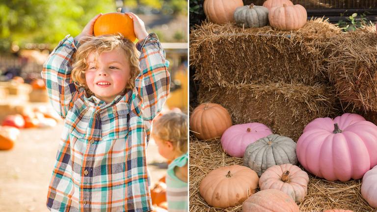 Book a visit to one of these pumpkin patches before they sell out Book a visit to one of these pumpkin patches before they sell out