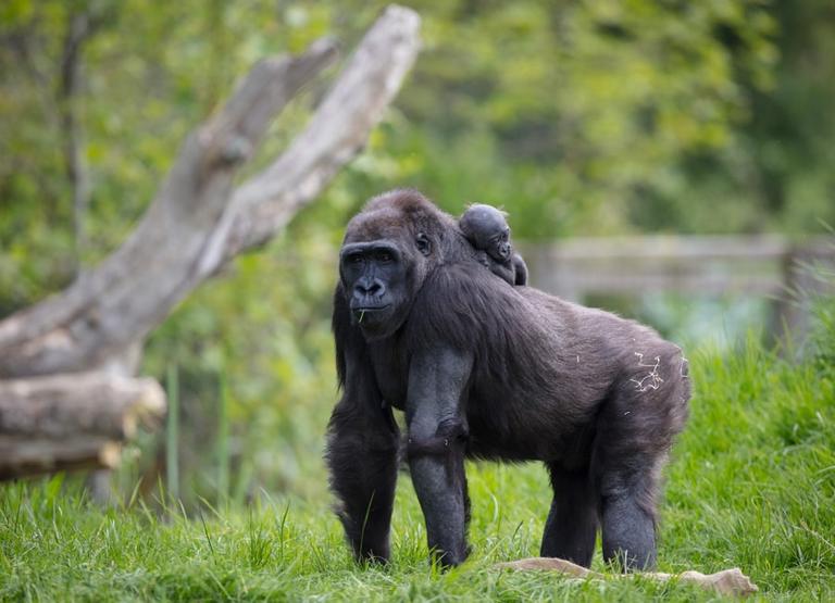 Dublin Zoo is offering all September visitors a chance to win lifetime passes Dublin Zoo is offering all September visitors a chance to win lifetime passes