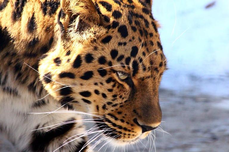 Mother chases and fights off leopard to save her six-year-old son Mother chases and fights off leopard to save her six-year-old son
