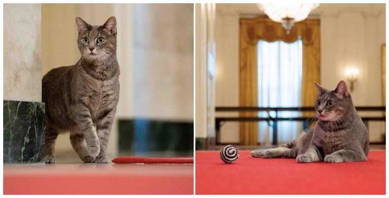 The Bidens have welcomed a new four-legged family member to the White House The Bidens have welcomed a new four-legged family member to the White House