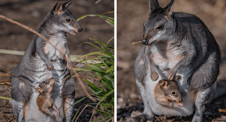 Zookeepers share “magical moment” baby kangaroo emerges from mum’s pouch Zookeepers share “magical moment” baby kangaroo emerges from mum’s pouch